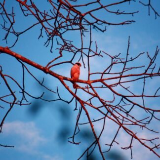 Un pájaro color rojo, en una rama.